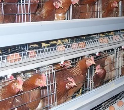 Appui à la transformation agroalimentaire