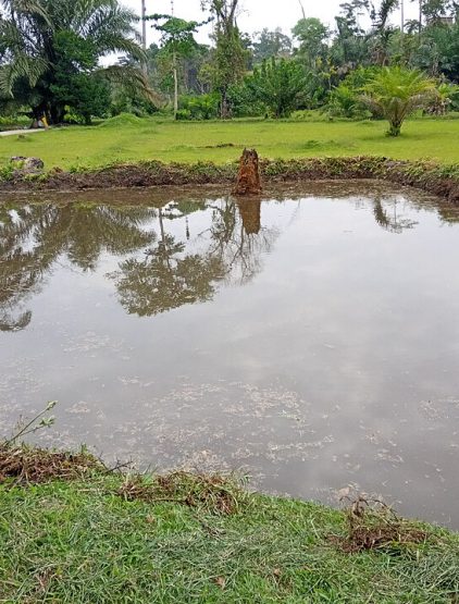 Étangs piscicoles à Bakouokeu