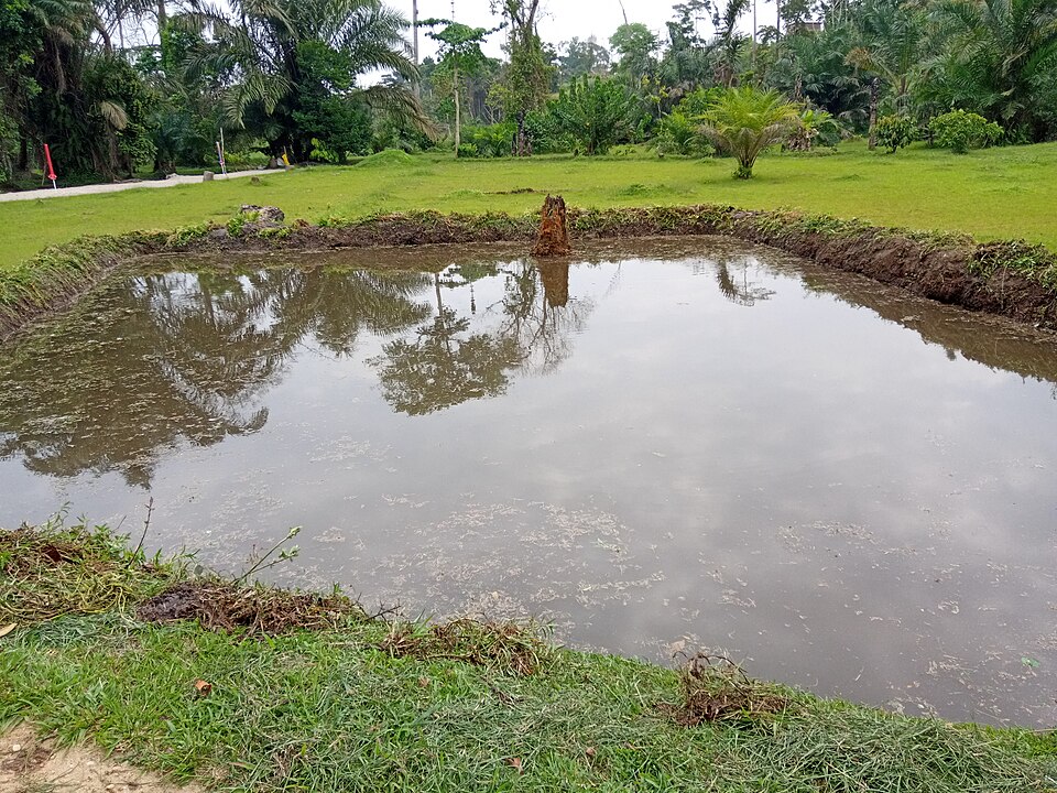 Un_étang_piscicole_1